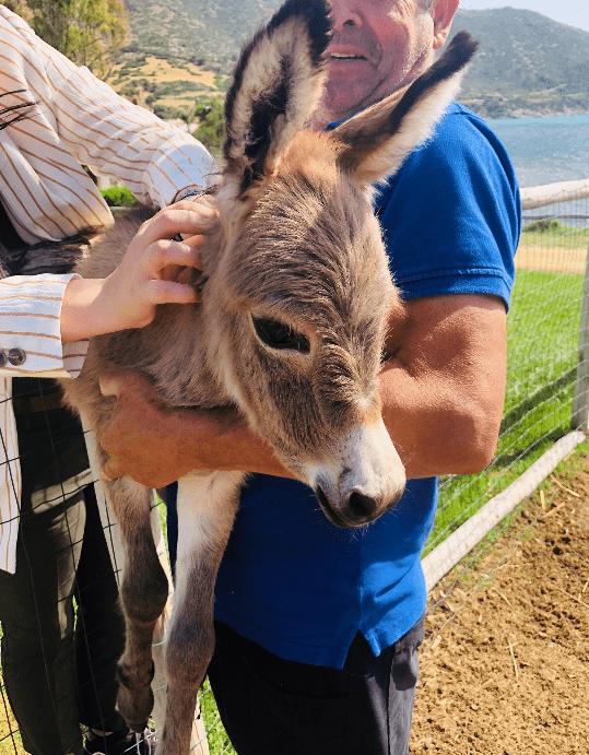 Asinello del Capo Boi Falkensteiner Family Hotel| Digital Marketing in Hotel