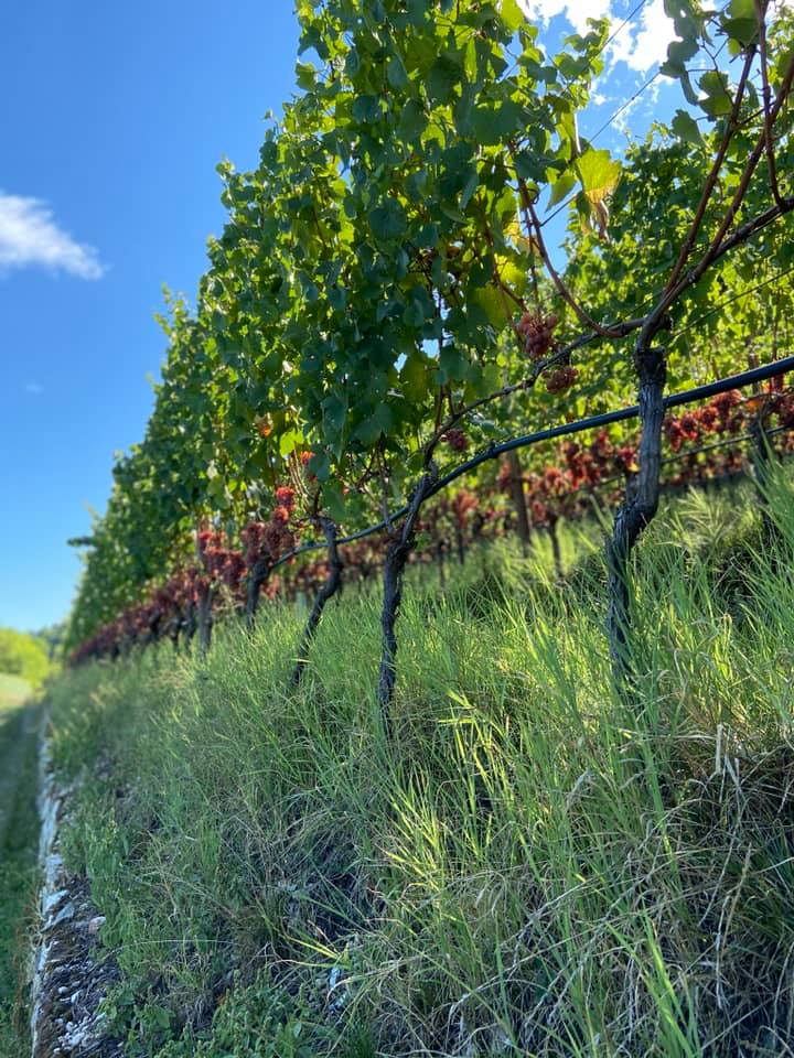 Un tratto della Strada del Vino Gewurztraminer