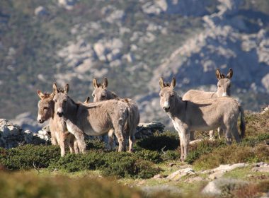 Alcuni Asini Bianchi tipici del Parco Nazionale dell'Asinara