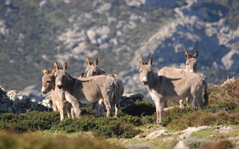 Alcuni Asini Bianchi tipici del Parco Nazionale dell'Asinara