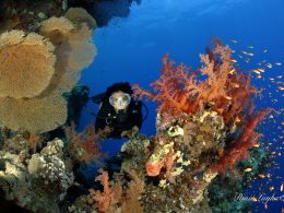 Ornella Ditel diving a Sharm-El-Sheikh