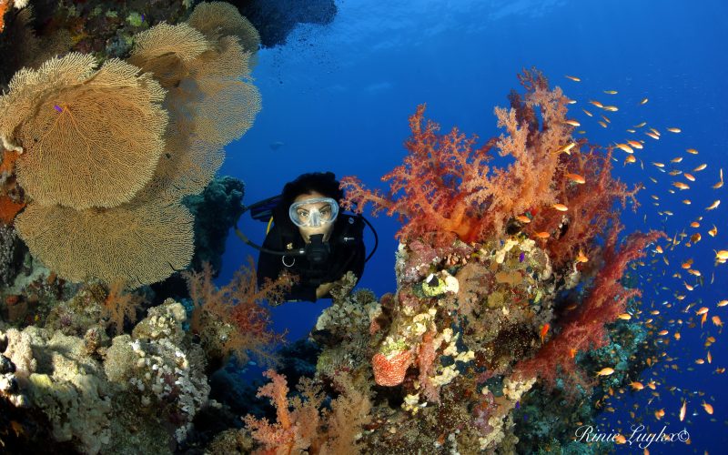 Ornella Ditel diving a Sharm-El-Sheikh