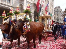 Buoi e Sant'Efisio, a Cagliari