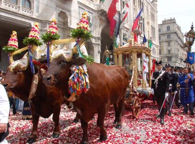Buoi e Sant'Efisio, a Cagliari