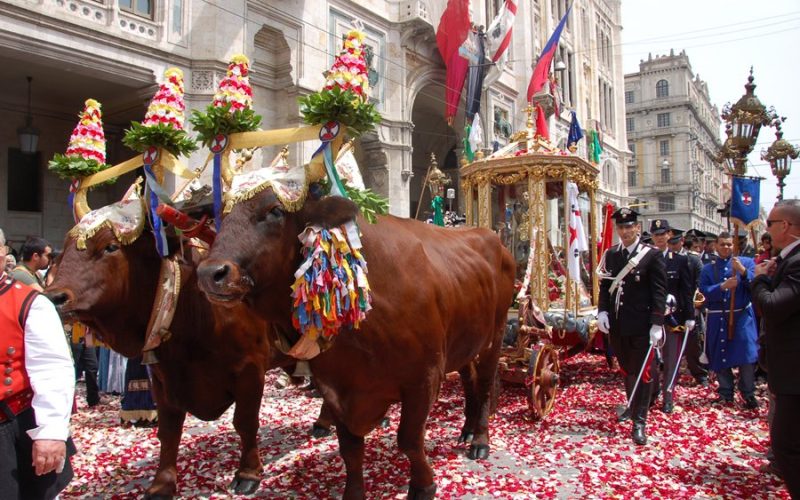 Buoi e Sant'Efisio, a Cagliari