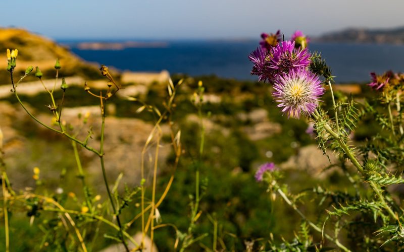 Turismo sostenibile in Sardegna | immagine di un fiore di cardo