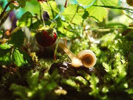 Una lumaca che mangia un lampone