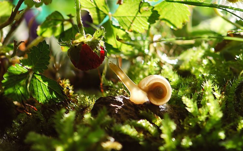 Una lumaca che mangia un lampone