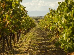 Vigneti Audarya Filari, Foto di (c) Andrea Puxeddu per WTDC Wine Tourism Digital Camp