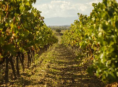 Vigneti Audarya Filari, Foto di (c) Andrea Puxeddu per WTDC Wine Tourism Digital Camp