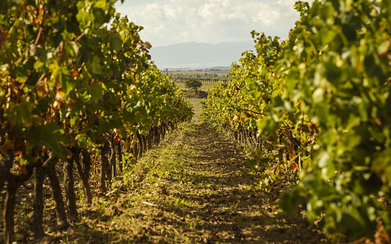 Vigneti Audarya Filari, Foto di (c) Andrea Puxeddu per WTDC Wine Tourism Digital Camp