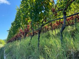 Un tratto della Strada del Vino Gewurztraminer