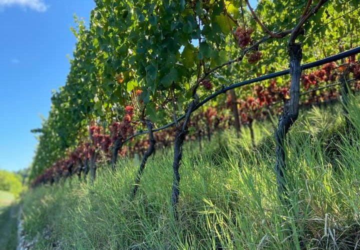 Un tratto della Strada del Vino Gewurztraminer